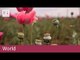 Tasmania poppy growers hit by opiate crackdown