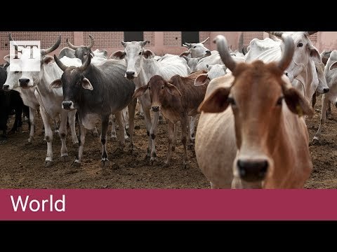 Sacred cows a growing nuisance in India