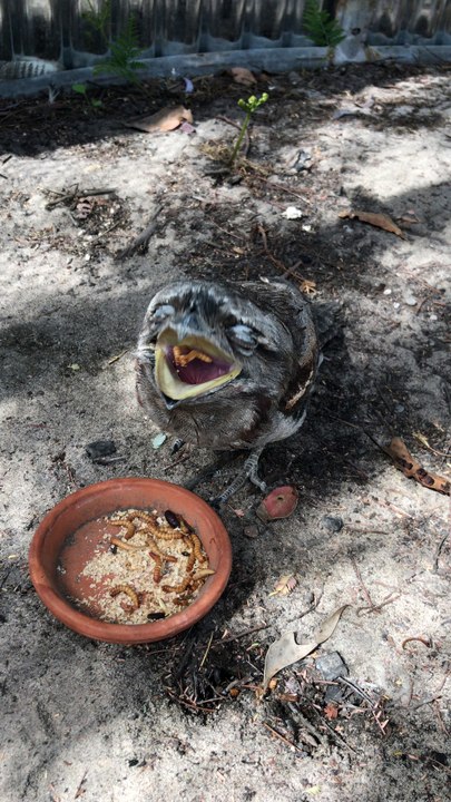 Snacks for an Owl
