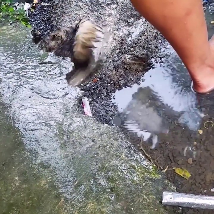 Cette maman chien courageuse va prendre beaucoup de risques pour sauver ses petits de la noyade