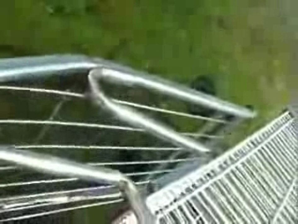 Jackass supermarket caddie