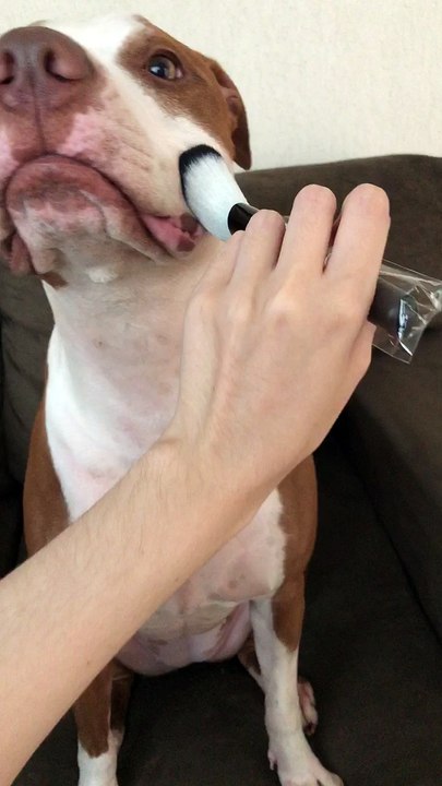 Diva Dog