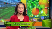 Bạn của nhà nông:  Cam sành Hàm Yên; Giải pháp sử dụng khí sinh học tại các trang tại chăn nuôi