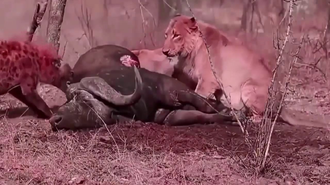 OMG! Hyena Attack Antelope Fail - Lion vs Hyena to Win food - Wild Animal Fights