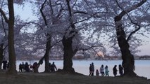 La floración de los cerezos marca el fin del frío en Washington