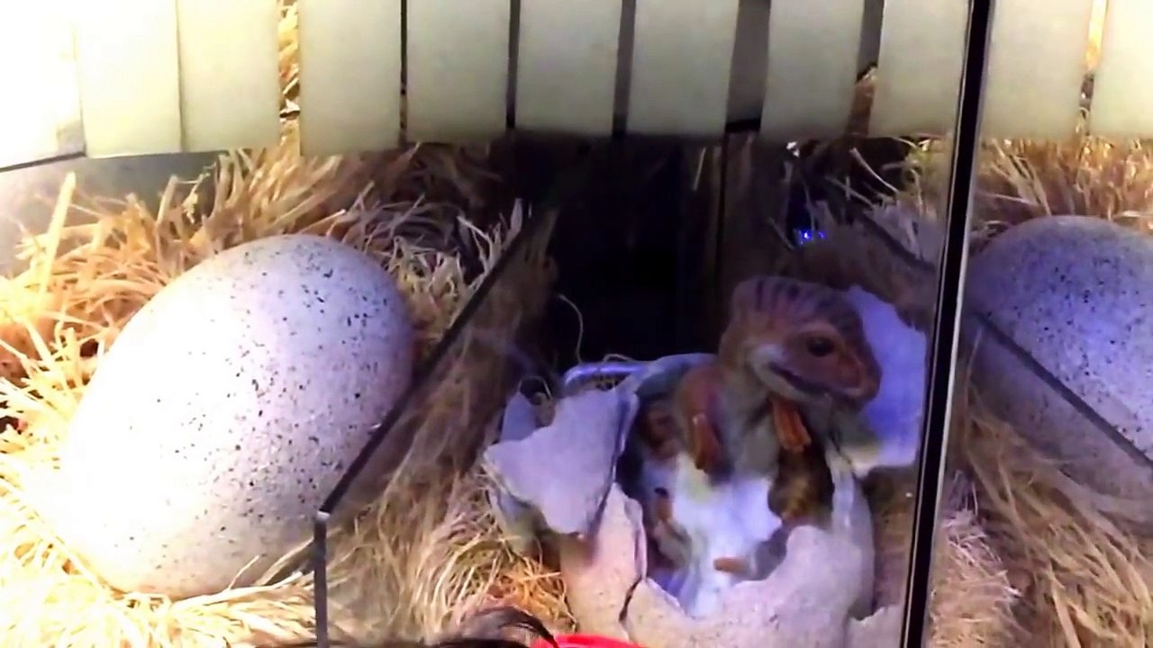 See a Raptor Hatch in the Jurassic Park Discovery Center at Universal Orlando