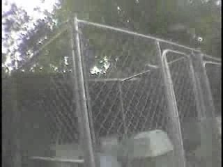 Undercover look at puppy mills - usines à chiots