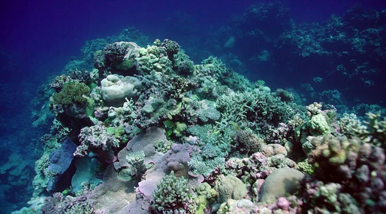 Great Barrier Reef with David Attenborough - 01. Builders