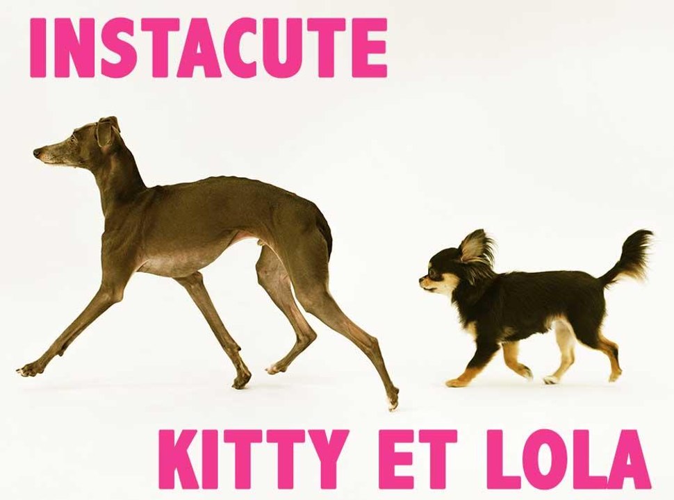 Kitty et Lola : Les deux chiennes stars de la youtubeuse Natoo !
