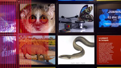 Des lémuriens à la diète