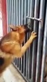 Ce chien veut absolument rentrer dans une cage où se trouve un autre chien et rien ne l’arrêtera