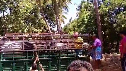 Kangayam bull  Kangeyam bull - kangayam cattle show erode 1892016