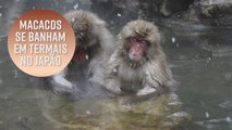 Macacos tomam banhos relaxantes em termas no Japão