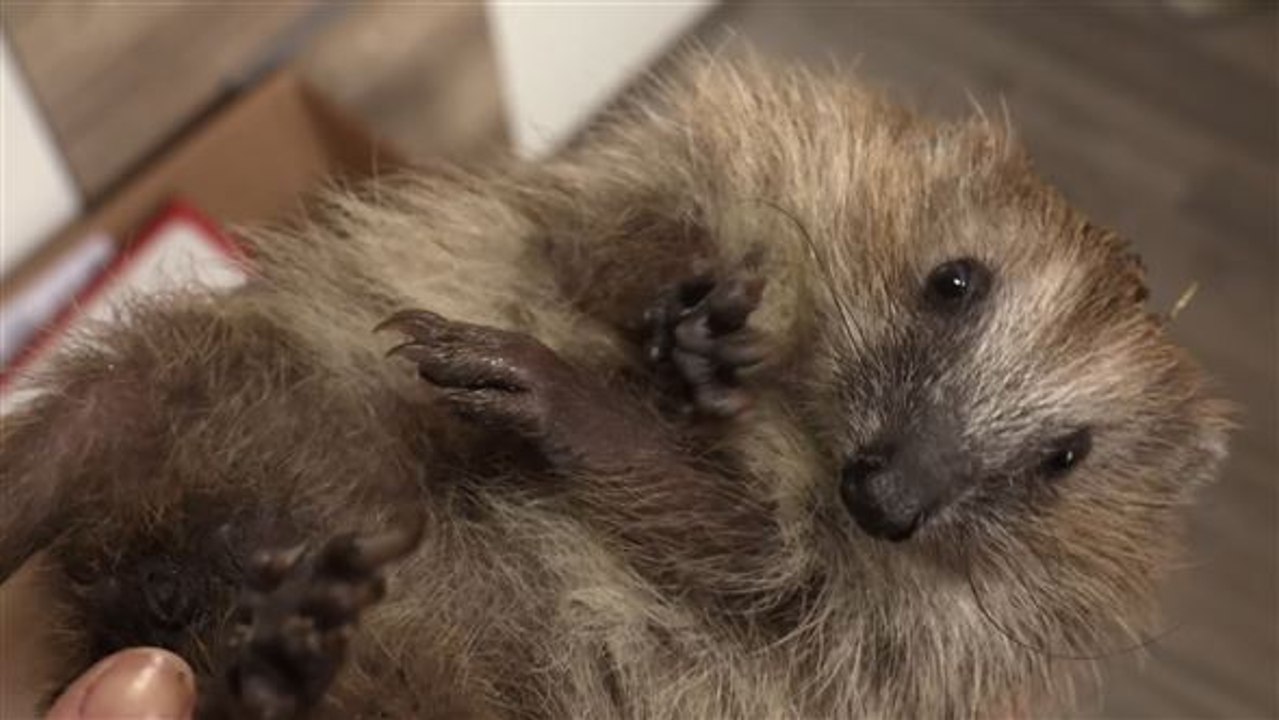 Selbstlose Lebensretter: Igel-Mamis vernetzen sich