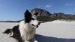 Extraordinary Border Collie Walks Entire South African Coastline