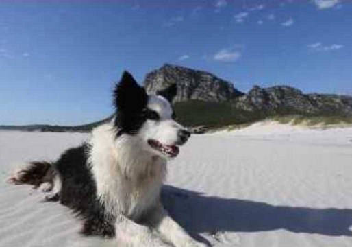 Extraordinary Border Collie Walks Entire South African Coastline