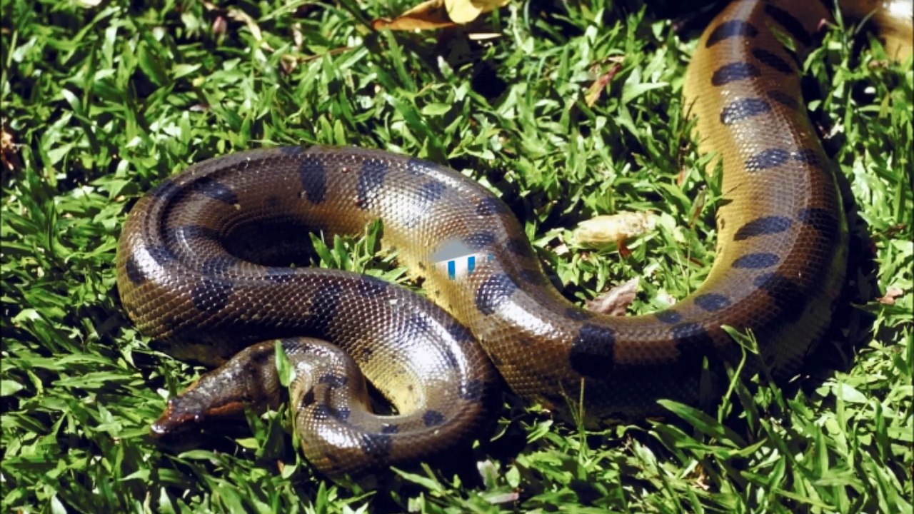 A Plus Pest Management - (201) 876-7378