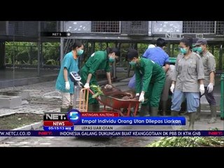 Empat Orang Utan Dilepas Liarkan - NET 5