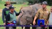 Chicco Jerikho Besuk Anak Gajah di Waykambas - NET 12