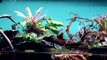 FIRE ANTS vs. GIANT SPIDERS!