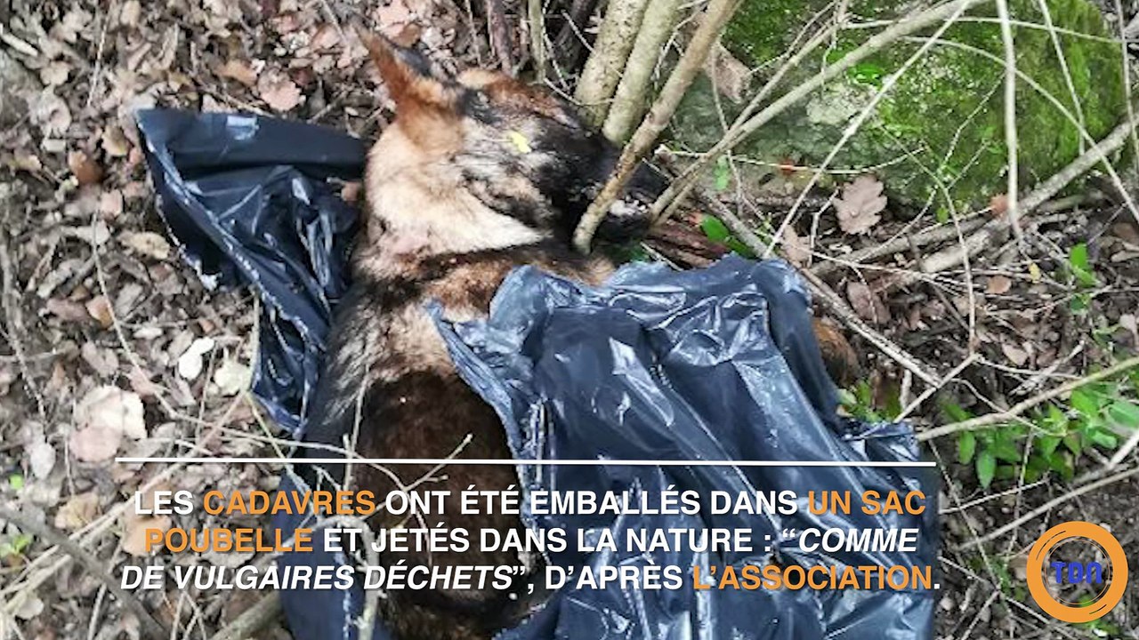 Une surprenante découverte