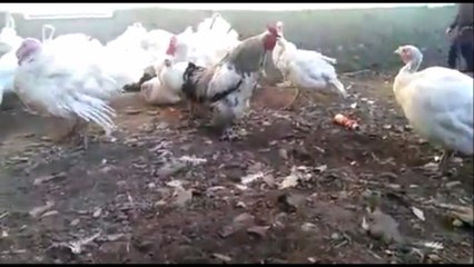 Whatsaap New Funny Vedio--Baby vs Cock Prank Vedio--Keep Your Baby Busy--Watch On line