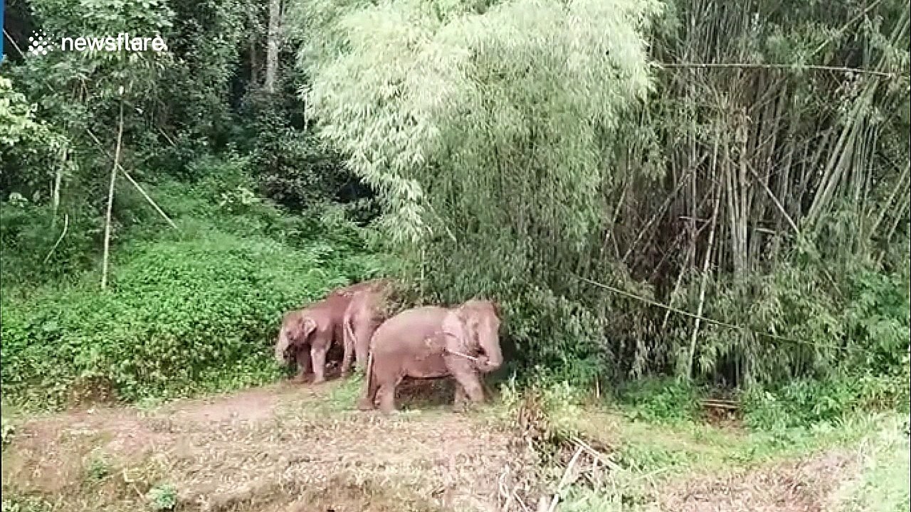 Wild elephant uses hoe to scratch back