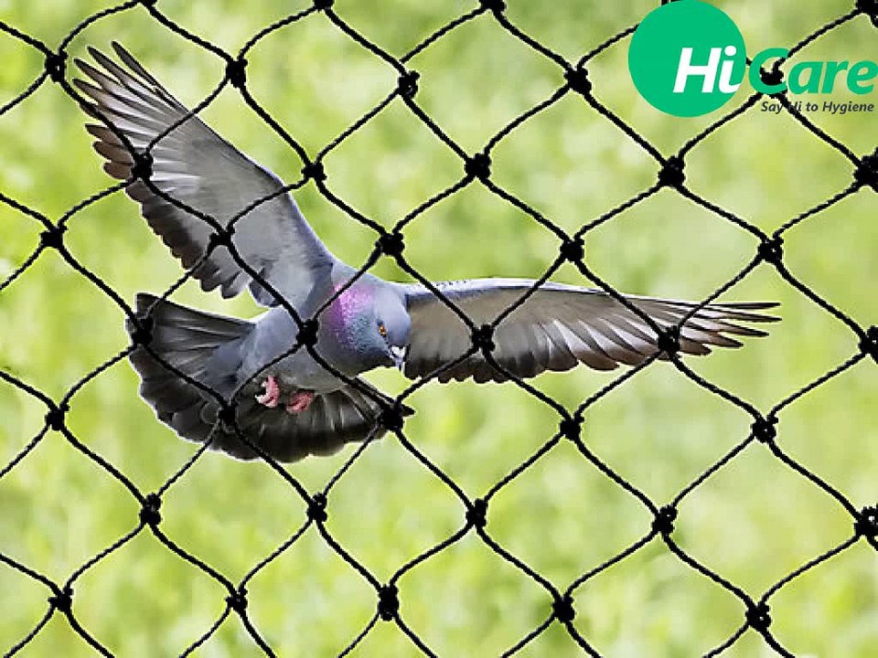Fowl Exclusion Tips For Commercial Buildings Bird Netting  A Must