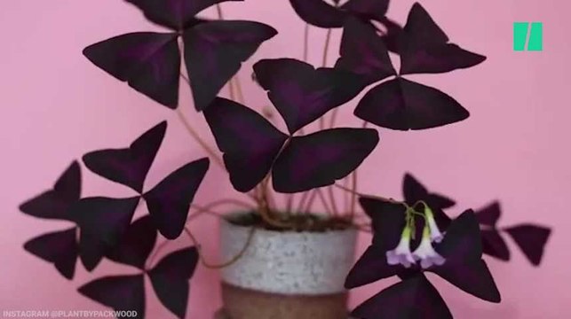 Oui, les plantes bougent, la preuve