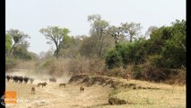 Buffalo Herd Stands Firm During Attack by Lion Pride