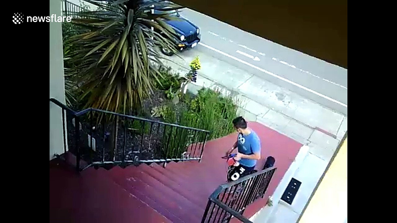 Hilarious moment fat dachshund tumbles down stairs at final step