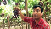 Éxito de exportaciones en Chile: la uva | Hecho en Alemania
