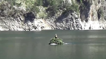 Berke Barajı'nda Kayıkla Defne Üretimi