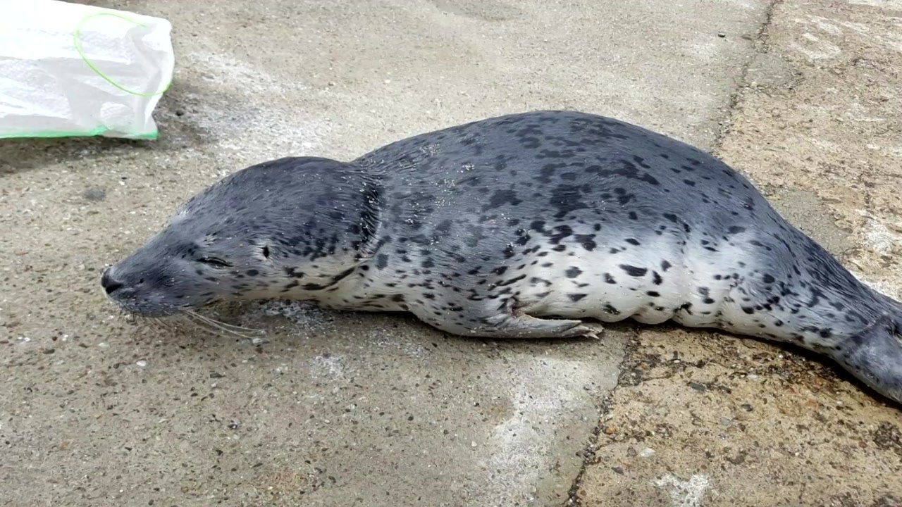 천연기념물 점박이물범, 삼척 해안서 발견 / YTN