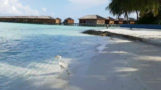 Shark Attack in Maldives Vacation! Best House Reef for Snorkeling 2017!