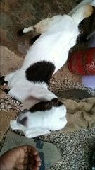 Most beautiful goat in world must watch!!! Live 100% 2018
