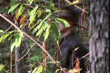 Creepy Canada - Bigfoot
