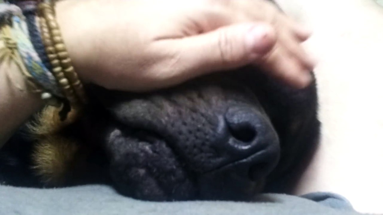 Keep Petting or Else