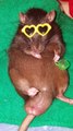 Chilling Out Rat