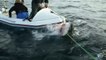 Un énorme requin blanc s'en prend à un petit bateau... Images impressionnantes