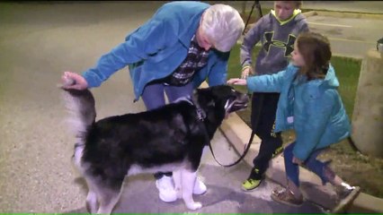 Dog Found Hundreds of Miles Away With New Family After Car Accident