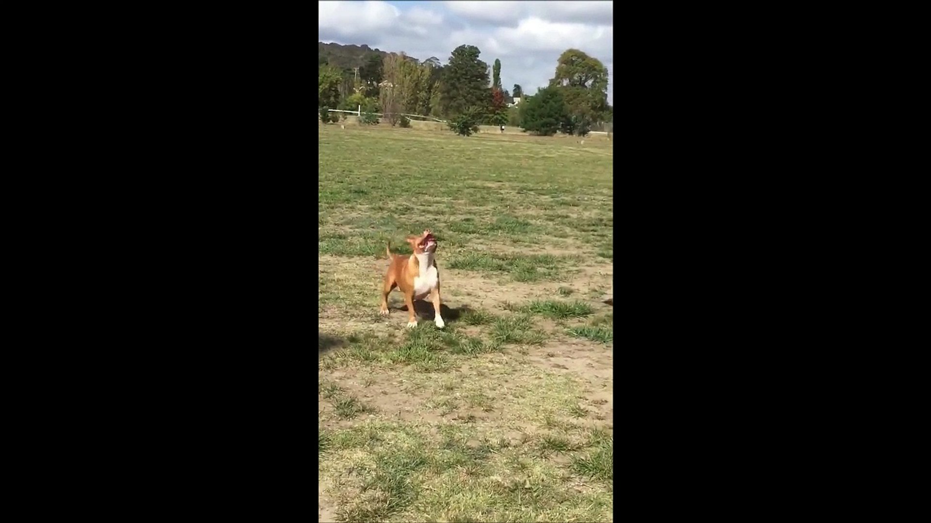 ⁣J'ai, j'ai, j'ai... Ah non j'ai pas... Chien trop drole