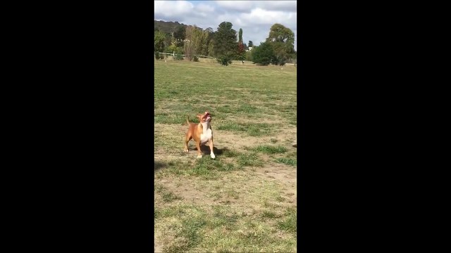 J'ai, j'ai, j'ai... Ah non j'ai pas... Chien trop drole