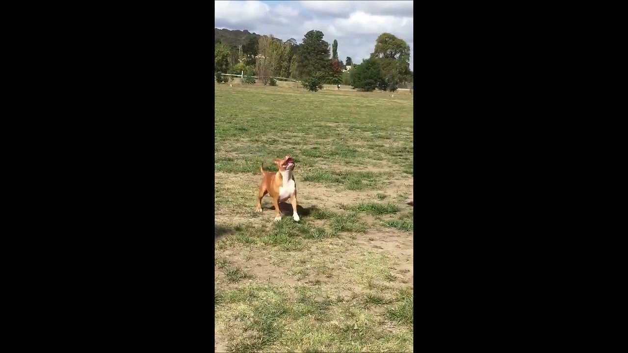 J'ai, j'ai, j'ai... Ah non j'ai pas... Chien trop drole