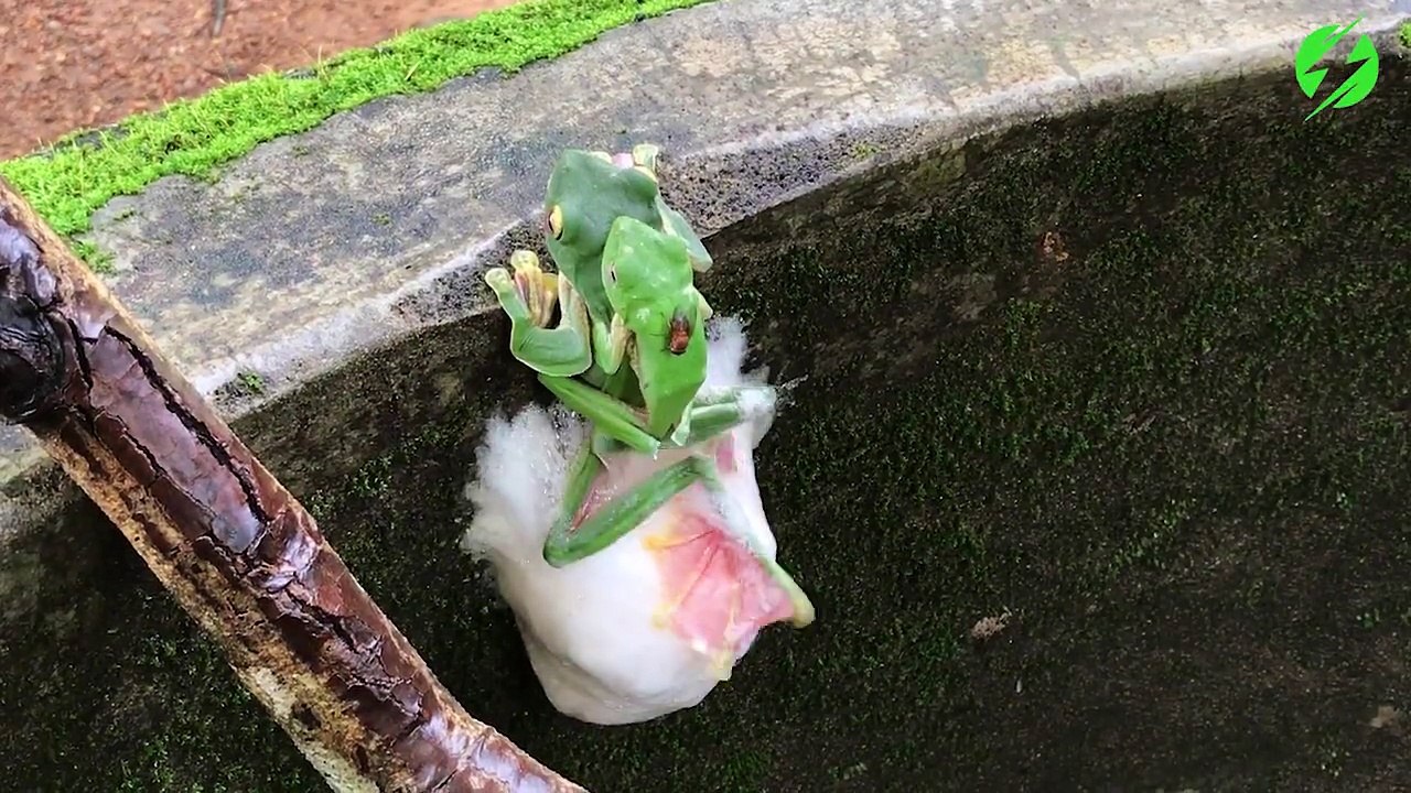 Mais que font ces 2 grenouilles l'une sur l'autre... Bizarre