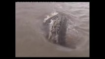 Un crocodile géant sort de nulle part pour voler le poisson de ce pecheur