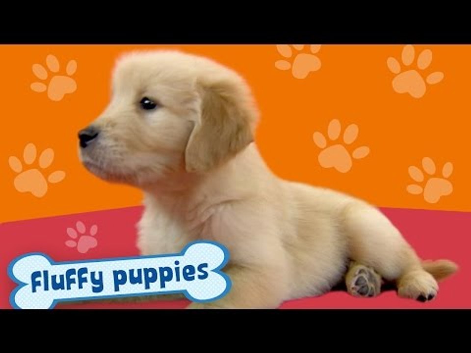 Golden Retriever Puppies & Babies | 15 Minutes