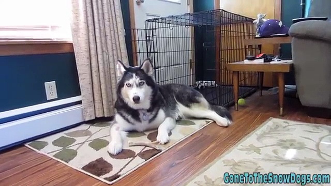 Do you Trust your Husky Off Leash? - FAN FRIDAY #50 - Siberian Husky