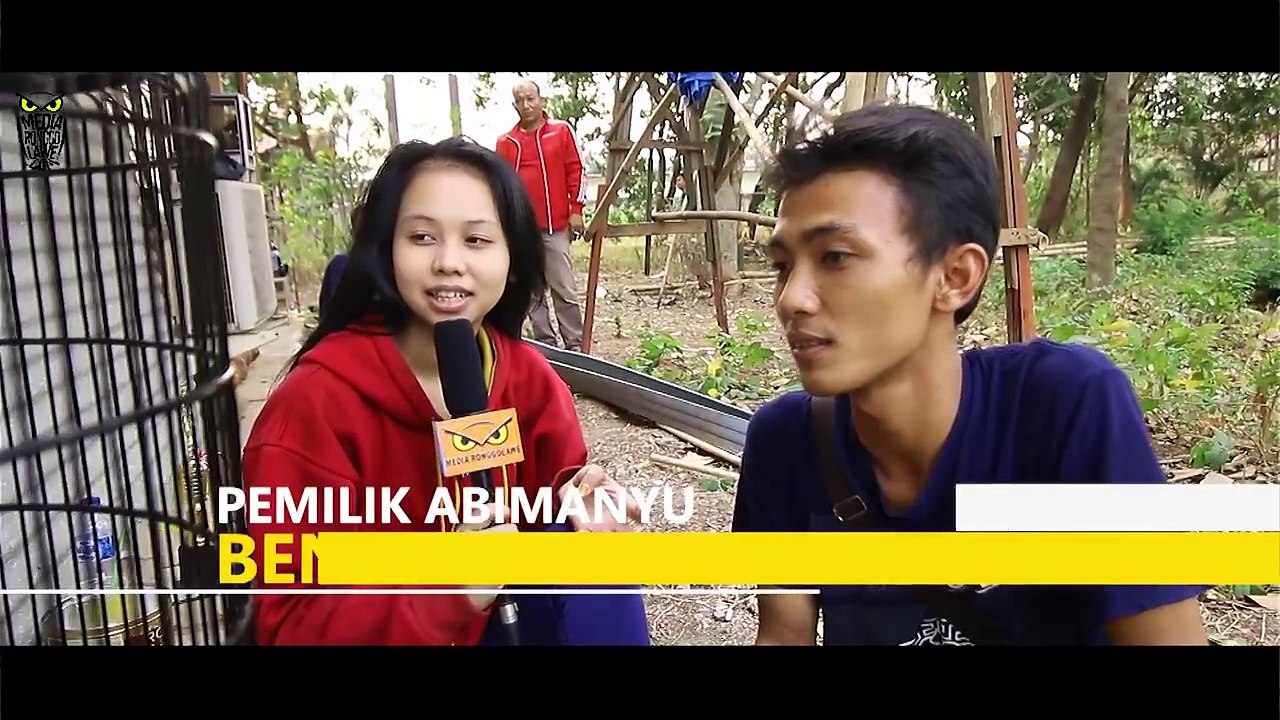SUARA BURUNG : Murai Batu Abimanyu Gacor Bongkar Isian Di Limus Cileungsi