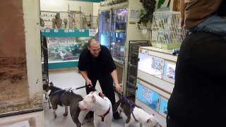3 Pit Bulls in a Pet Store! ** MUST WATCH**
